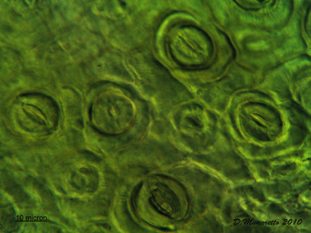 Stomi di foglia di carota